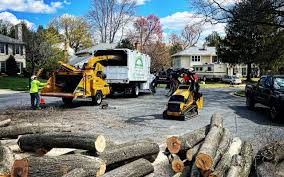 How Our Tree Care Process Works  in  Sandstone, MN