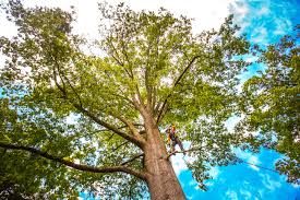 Best Emergency Tree Removal  in Sandstone, MN