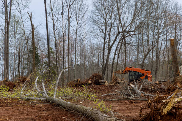 Best Leaf Removal  in Sandstone, MN