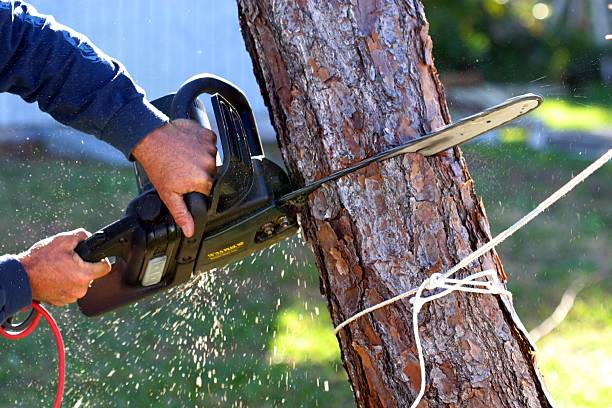 Best Tree Removal Service  in Sandstone, MN