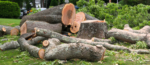 Professional Tree Services in Sandstone, MN